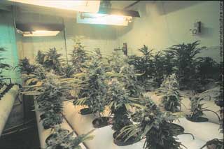 Aeroponic can get big buds out of small plants.