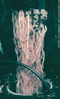 Healthy roots make happy plants and rapid growth.