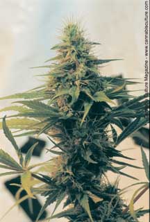 Beautiful aeroponic bud.