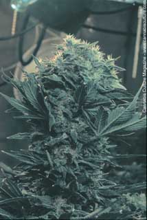 Another plump aeroponic bud.