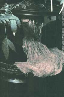 Long, lush healthy roots.