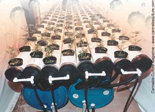 ...can be used to feed 8 tubes with 20 plants each!