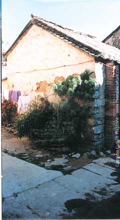 Eight feet of male cannabis growing outside a home in Dali.