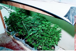 The sheet of cubes is placed in the tray and dipped in nutrient/water solution.