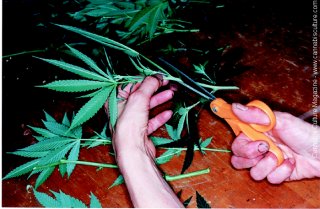 Any large leaves left are trimmed to a circumference of about 1in to 1.5in.