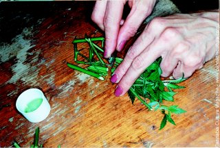 The cuttings are dipped in rooting solution as suggested on the label.