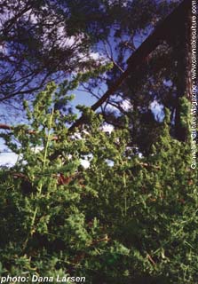 ...shrub-like growth pattern of the plant.