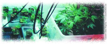 Looking down on an organic hydro garden