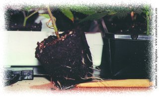 Roots emerging from their container.
