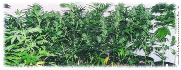 An organic garden of hydro delights!