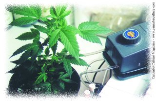 Pumping up a plant.