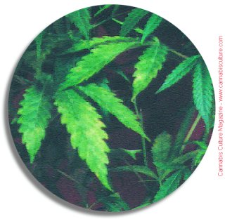 leaf chlorosis (yellowing)