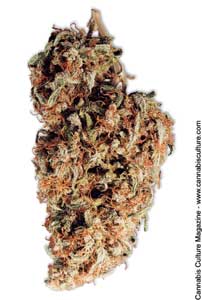 Shiva Skunk, photo: Barge