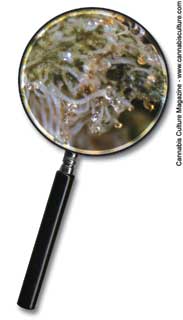 Your magnifying glass is your friend.