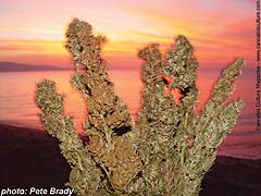 Buds at sunrise: wake and bake!