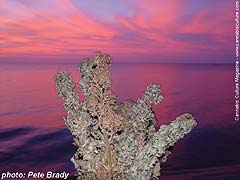Buds at sunset.