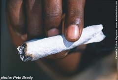 Jamaican pinner.