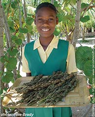 Jamaican schoolgirl: this platter contains about  of fine buds.