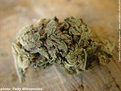#5 (S) Purple Skunk