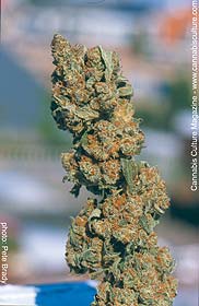 Blueberry x Durban Poison
