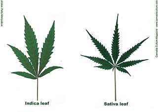 Indica and Sativa characteristics.