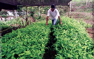 Local grower checking his small coca plants in Putumayo province.