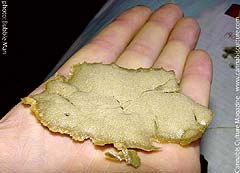 A squishy handful of fresh hash.