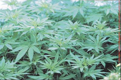 Maximum penalties for cultivation are to double!