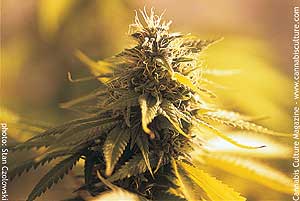 Buds are great for tincture, but must be dried first