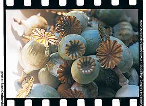 Opium heads ready to be made into some yummy laudunum!