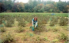Working in the weed fields.