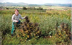 You must be bigger than this plant to work the ganja-field.