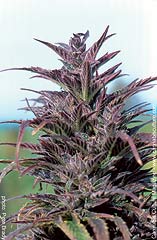 Fine Swiss outdoor.