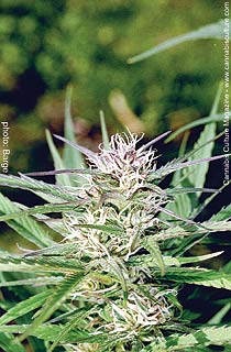 Early Bud: this one will be ready while other buds are not.