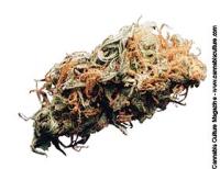 Sativa Crosses
