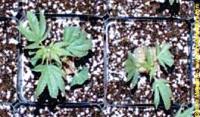 Clones
