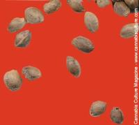 Seeds