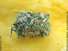 3rd Place: Blueberry (DJ Short), entered by PW