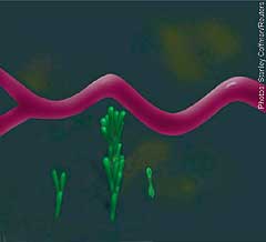 ...invading a blood vessel.