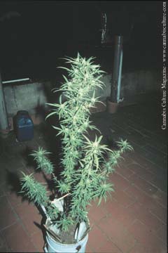 This plant in a 5 gallon bucket grew twice as big as the plant in the PVC pipe