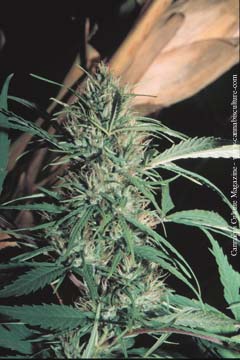 This fat mexican sativa is a week from harvest