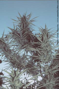 Spanish sativa buds silhouetted against a cloud free sky above Barcelona