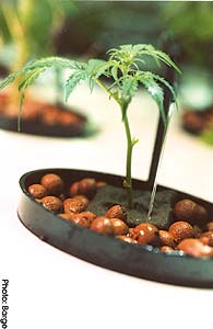Rockwool and pea gravel: inert growing material