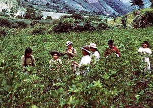 Traditional farming in Bolivia