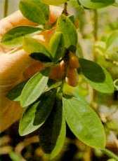 Coca leaves