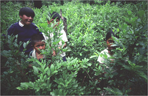Bolivian kids in the coca fields