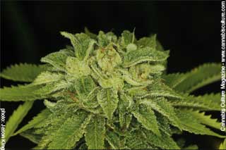 Diesel Outdoor Maui
