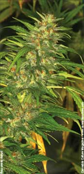 Big Bud