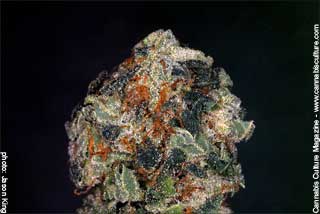 G13