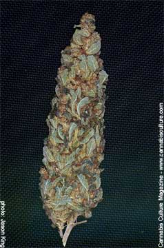 Durban Poison
